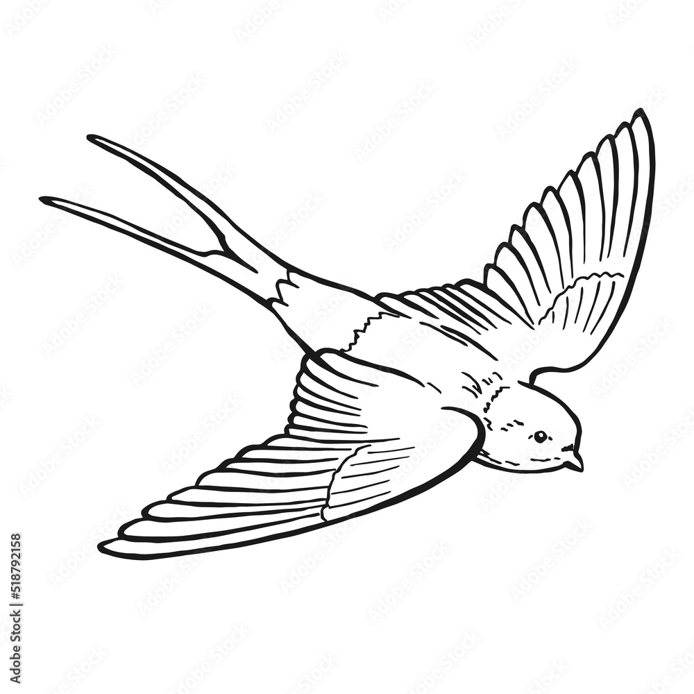 Fototapeta premium Flying swallow. Hand drawn illustration converted to vector.