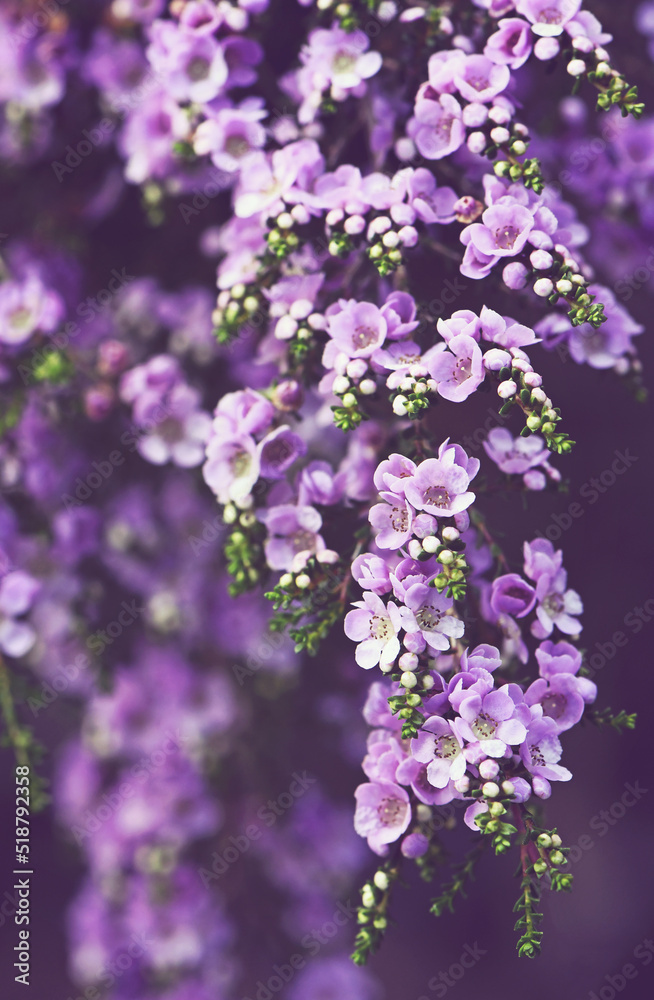 Obraz premium Close up of the small purple flowers of the Australian native shrub Thryptomene denticulata, family Myrtaceae. Endemic to Western Australia. Winter and spring flowering. Moody vintage style