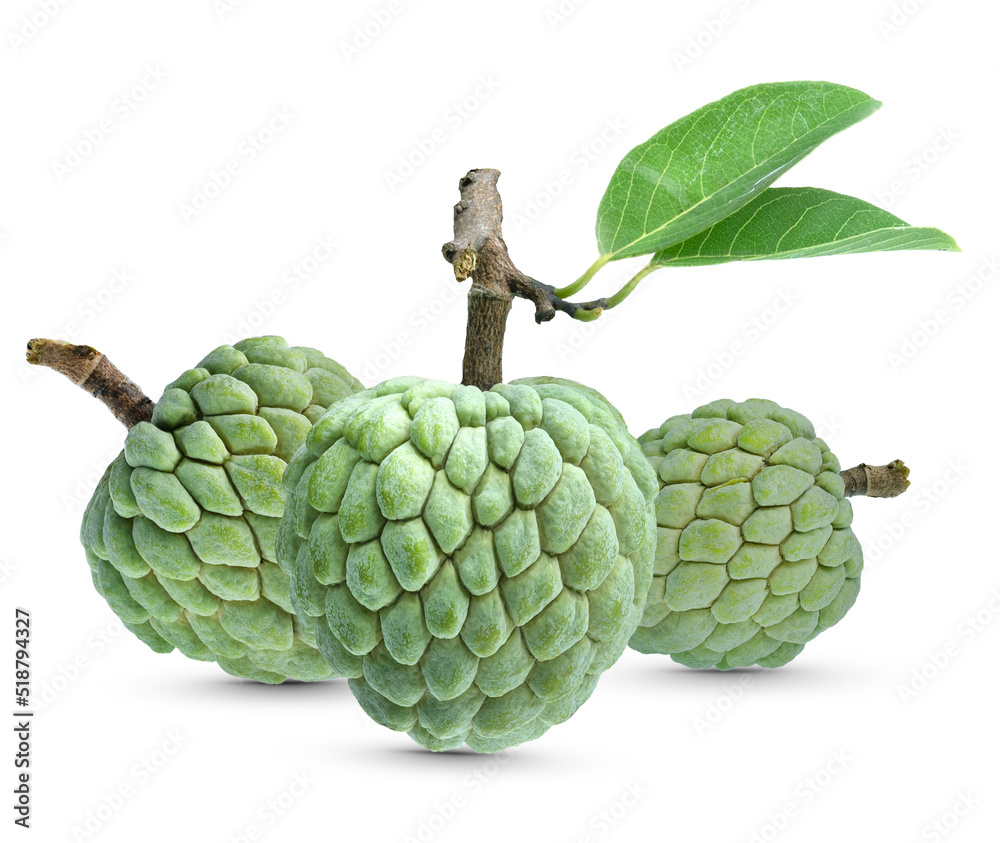 Fototapeta premium Sugar apple or custard apple on white background with cutting path and anti-oxidant fruit depth of field .