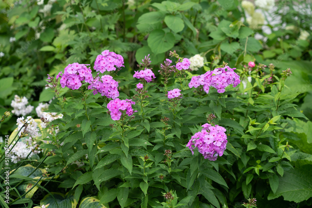 Hydrangea changeable large-leaved. Wild-growing bush. Hydrangea changeable large-leaved. Wild-growing bush.