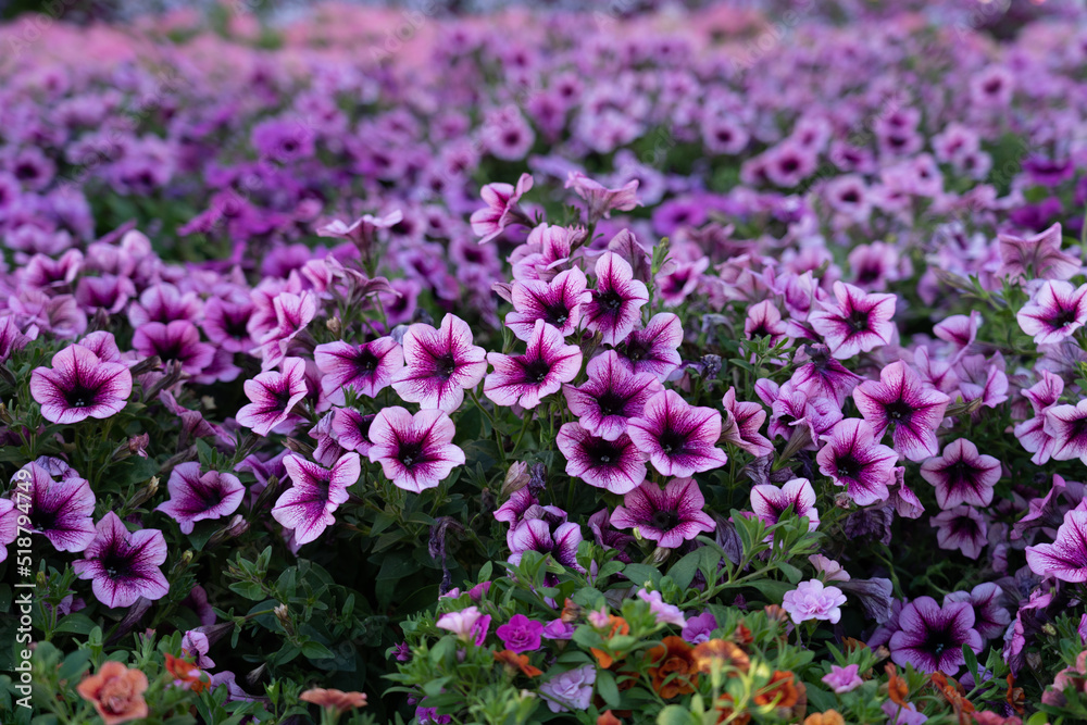 A lot of beautiful flowers on the grass. A lot of beautiful flowers on the grass.