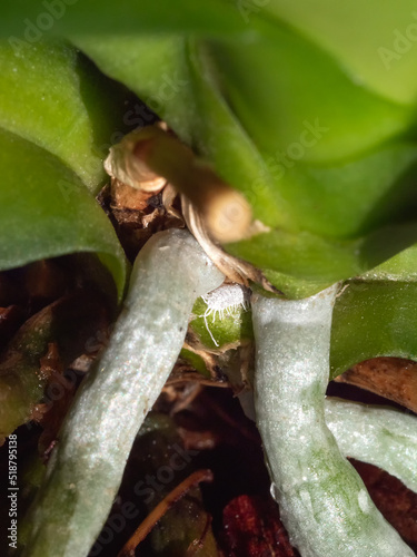 Vertical view of mealybug on orchid roots, close up. photo