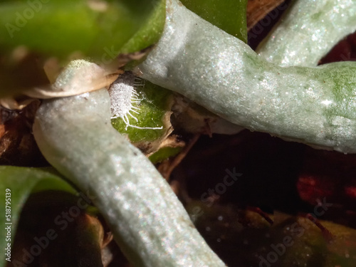 Selective focus of mealybug on orchid roots, close up photo