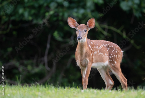 White-tailed deer fawn © Tony Campbell