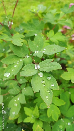 Bright green foliage in raindrops. Background. Close-up.
