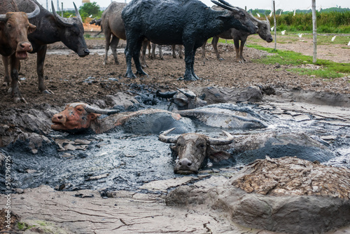 Buffalo soaked in mud water