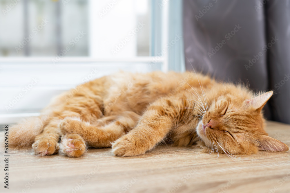 Ginger cat sleep on wood table near the window, sleep with cute gestures in the home with happy time