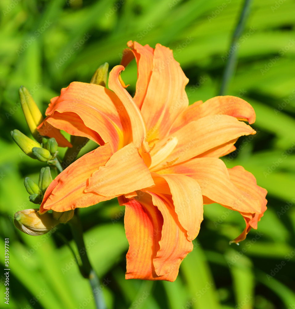 Amaryllis is the only genus in the subtribe Amaryllidinae (tribe Amaryllideae). It is a small genus of flowering bulbs, with two species. Amaryllis is the only genus in the subtribe Amaryllidinae (tribe Amaryllideae). It is a small genus of flowering bulbs, with two species.