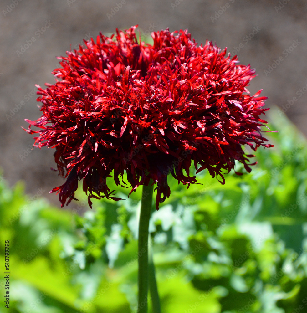 Knautia arvensis, commonly known as field scabious, is a herbaceous perennial species of flowering plant in the honeysuckle family Caprifoliaceae. Knautia arvensis, commonly known as field scabious, is a herbaceous perennial species of flowering plant in the honeysuckle family Caprifoliaceae.