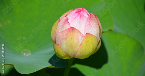 Lotus flower Nelumbo nucifera, known by a number of names including Indian Lotus, Sacred Lotus, Bean of India is a plant in the monogeneric family Nelumbonaceae. photo