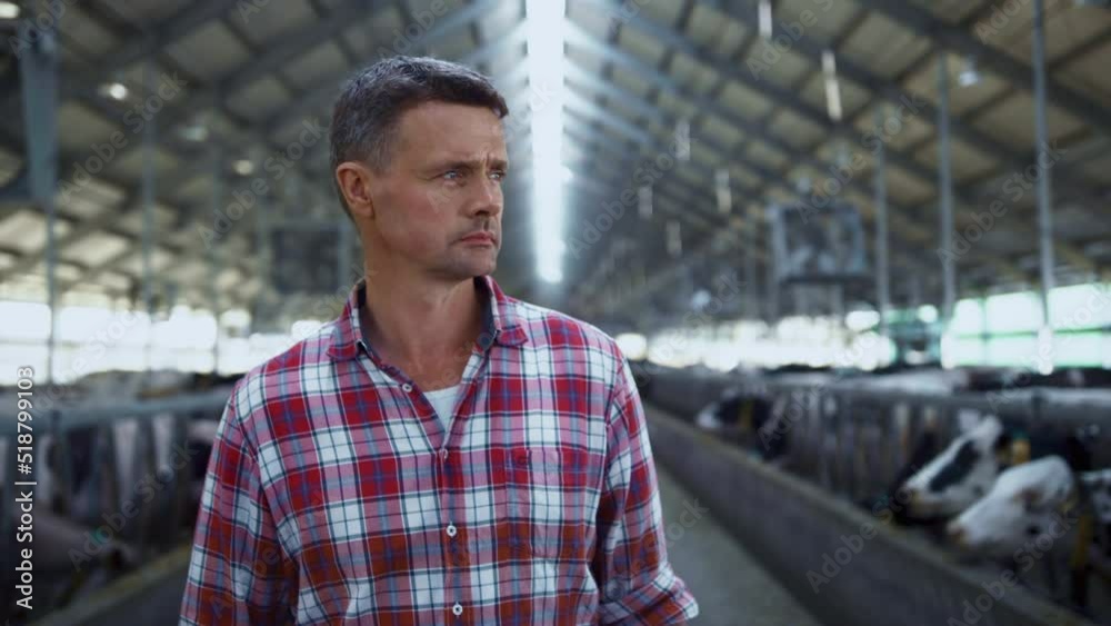 Livestock specialist walking farm between cows rows inspecting cowshed close up. Livestock specialist walking farm between cows rows inspecting cowshed close up.