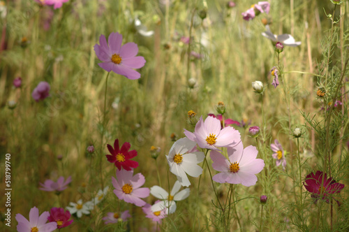 Chinese wild flowers