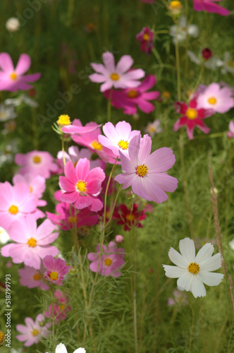 Chinese wild flowers