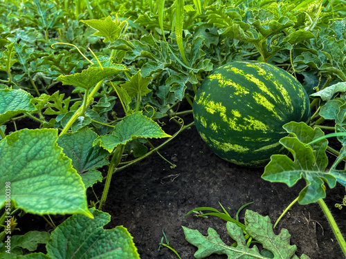 Not yet ripe watermelon will bloom on the ground