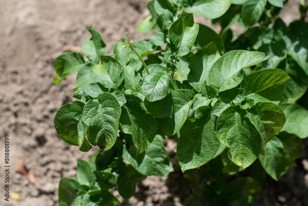 Beautiful, green, juicy potato leaves not damaged by Colorado potato beetle, top view of potato leaves after flowering Beautiful, green, juicy potato leaves not damaged by Colorado potato beetle, top view of potato leaves after flowering