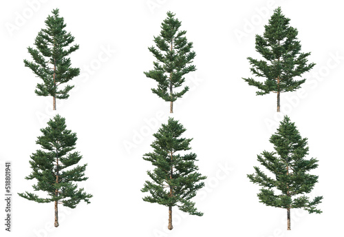 Pine trees on a white background. © jomphon