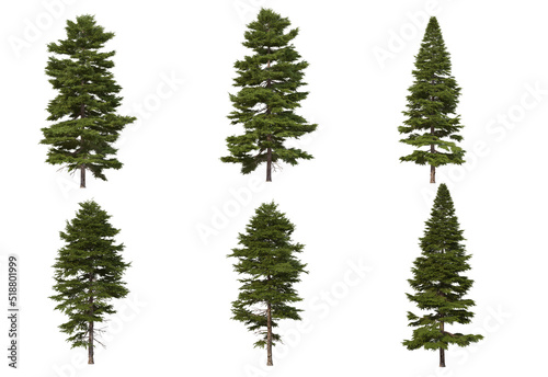 Pine trees on a white background. © jomphon