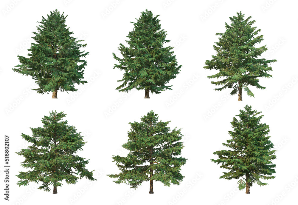 Pine trees on a white background.