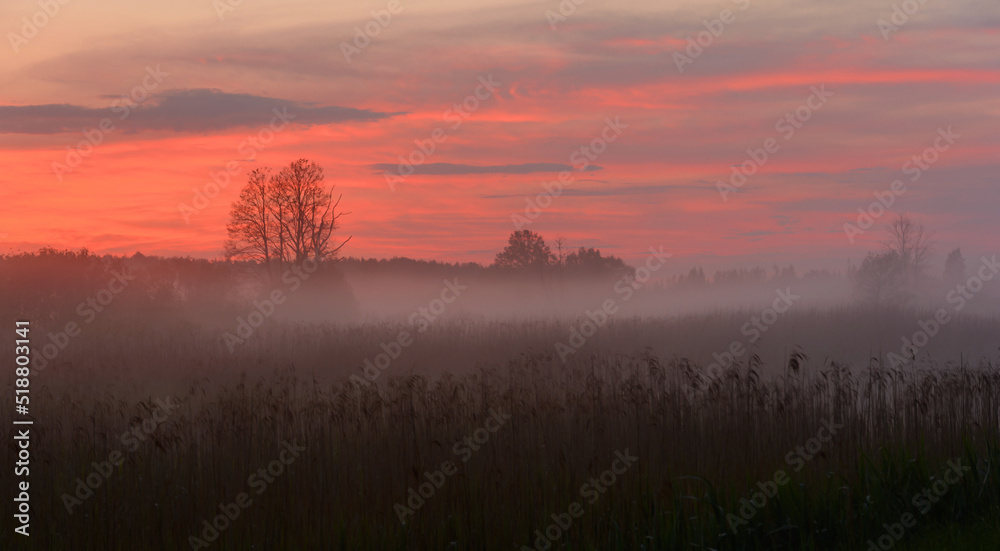 Fototapeta premium Morning mist on the river bank. Purple Haze. Fog at dawn
