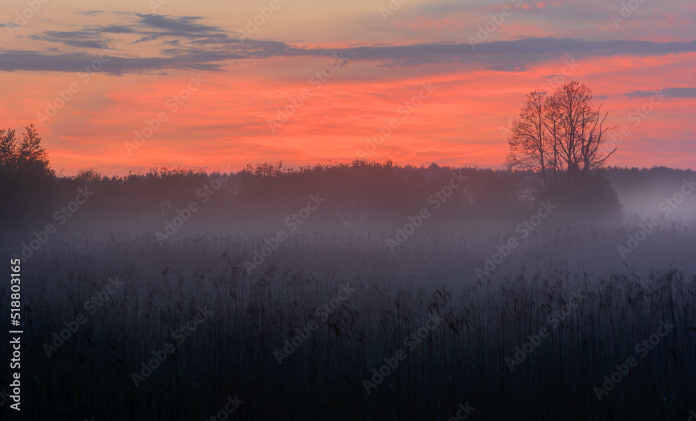 Fototapeta premium Morning mist on the river bank. Purple Haze. Fog at dawn