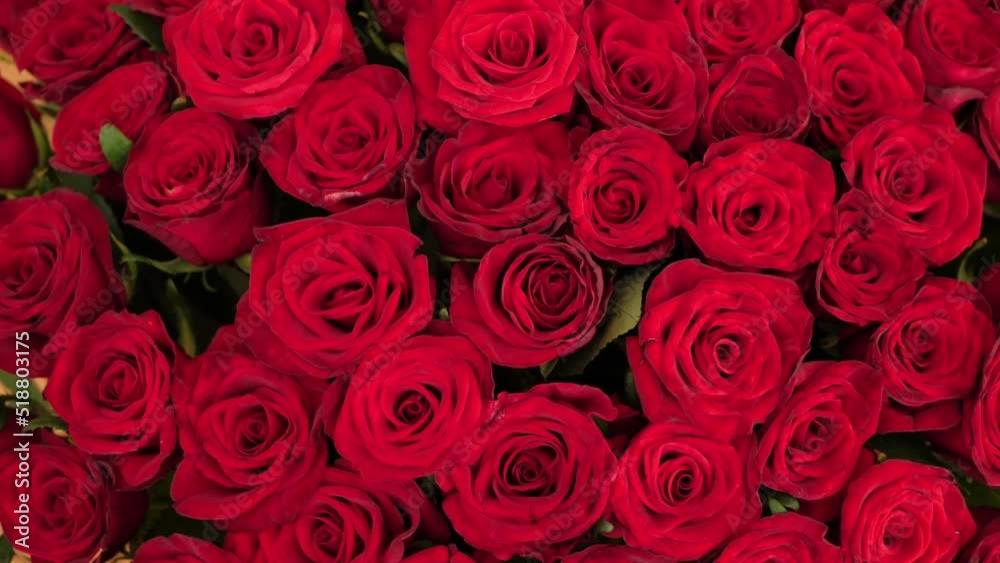 Beautiful red roses bouquet background, top view. Blooming rose flowers, close-up. Wedding backdrop, Valentine's Day concept