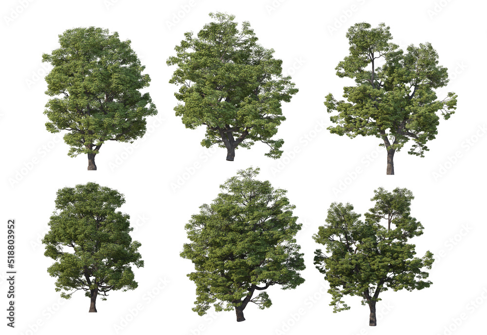 Obraz premium Tree on a white background