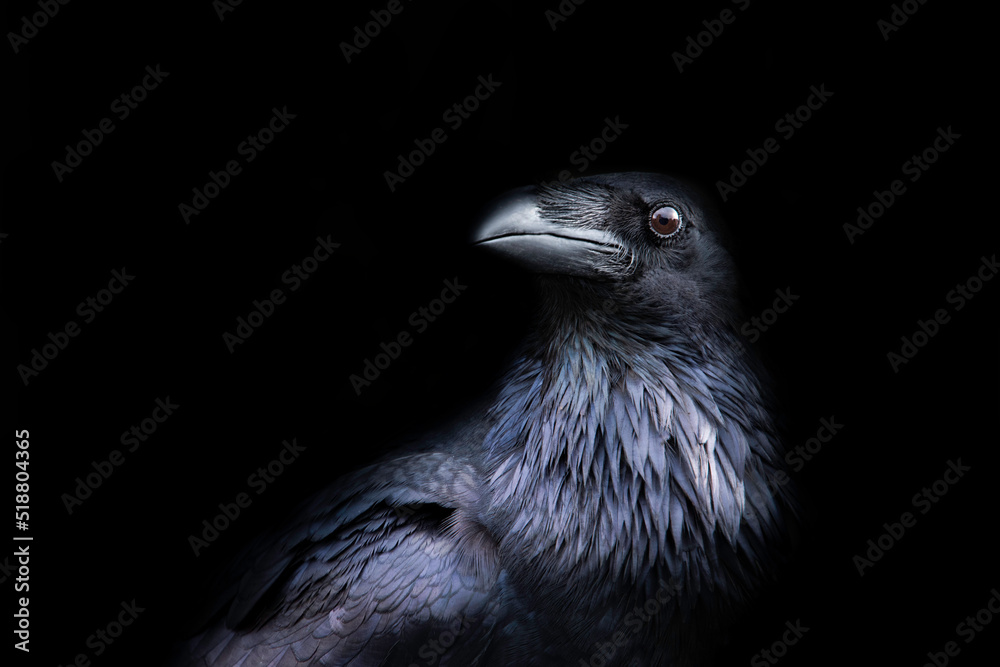 Fototapeta premium The Raven