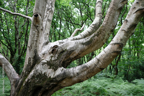 vieux bouleau (détail)