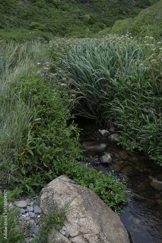 ruisseau dans la verdure