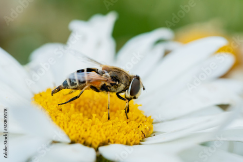 bee on flower