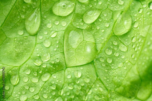 Fotografia Lettuce leaves texture with morning dew drops