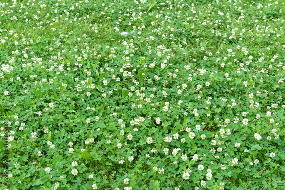 Flowers of white clover Trifolium repens.The plant is edible, medicinal. Grown as a fodder plant. Flowers of white clover Trifolium repens.The plant is edible, medicinal. Grown as a fodder plant.