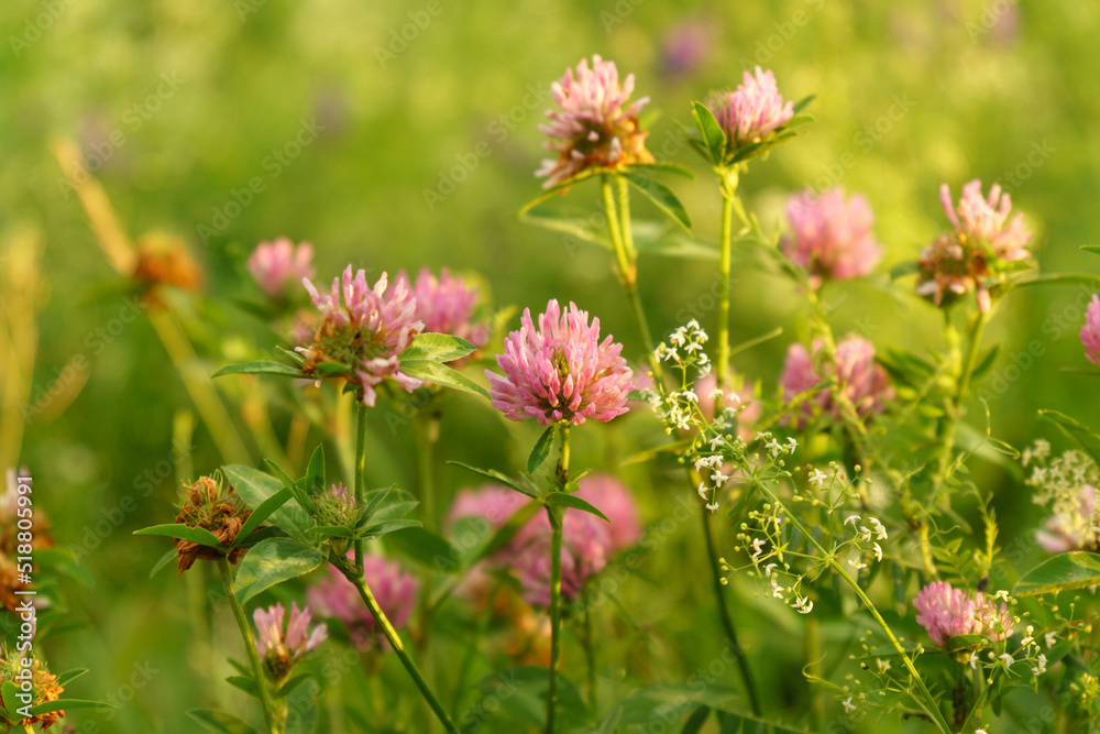 Red clover or Trifolium pratense inflorescence, close up. Purple meadow trefoil. Selective focus Red clover or Trifolium pratense inflorescence, close up. Purple meadow trefoil. Selective focus