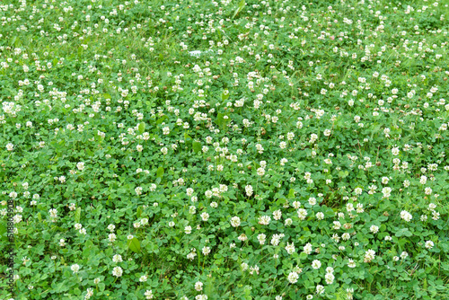 Flowers of white clover Trifolium repens.The plant is edible, medicinal. Grown as a fodder plant.