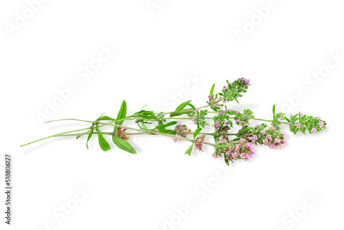 Blossoming thyme sprigs isolated on a white background. Fragrant blooming herb mother-of-thyme leaves with lilac flowers. Natural herbal medicine, fragrant spice, culinary ingredient.