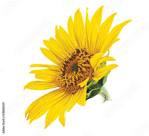 Flower of sunflower head isolated on white background.  Sunflower vector illustration. Botanical floral illustration. Yellow summer flower