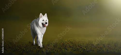 White dog stand up in the grass, watch the sunset