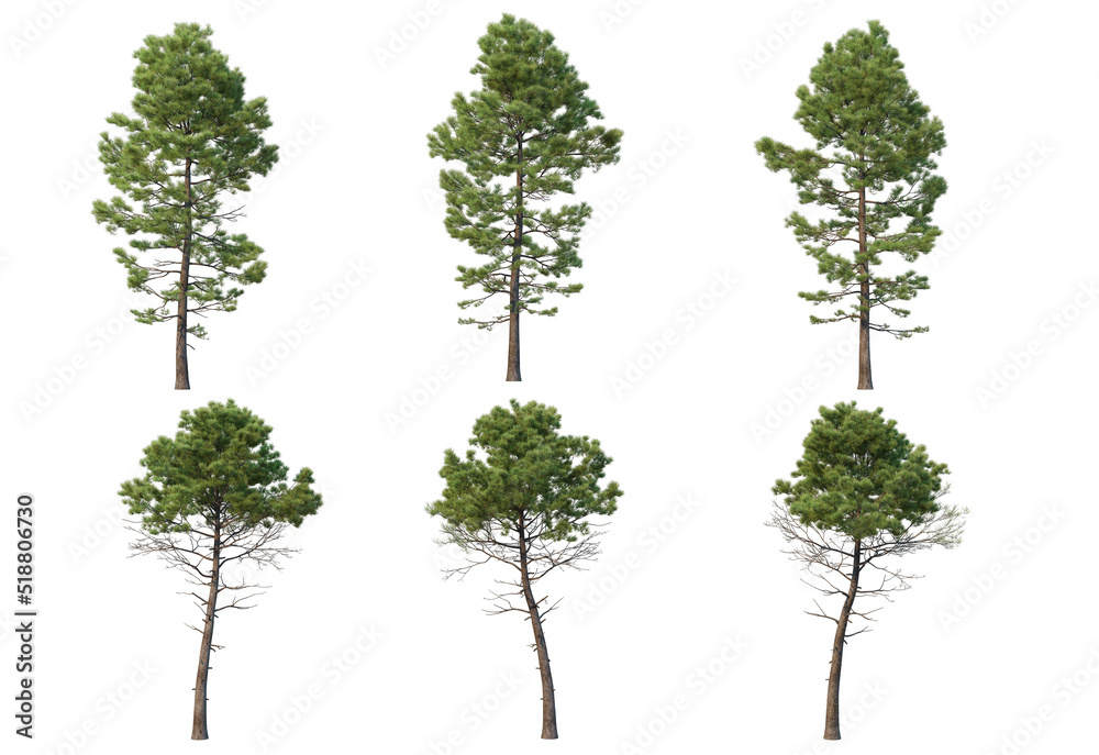 Tree and pine on a white background Tree and pine on a white background