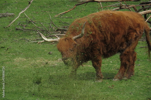 buffalo in the field