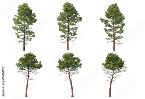 Tree and pine on a white background