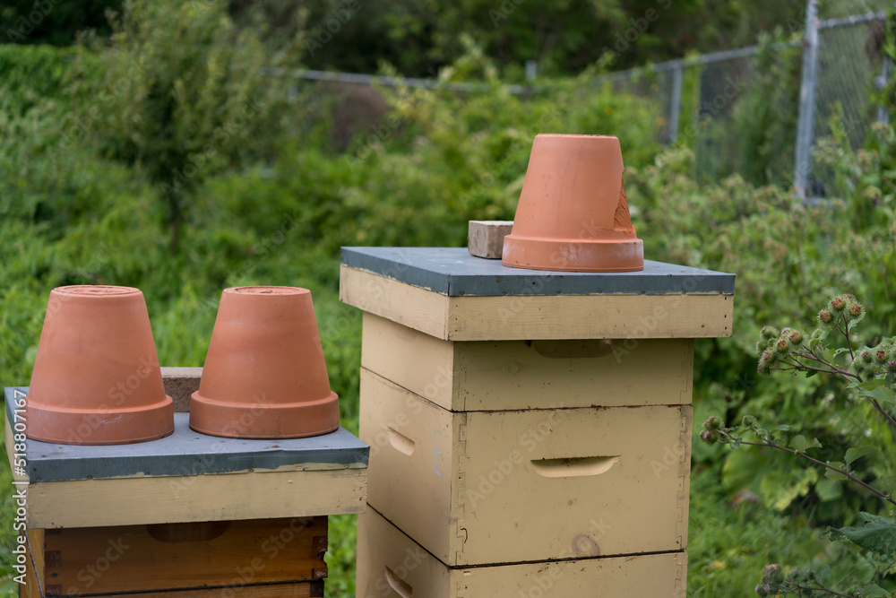 Obraz premium bee hives in an urban community garden