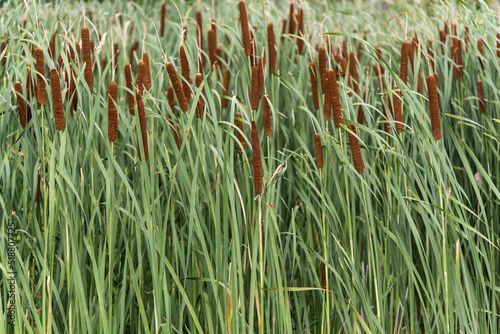 bulrush or cattails in summer
