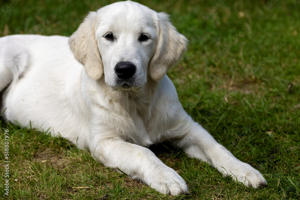 White Golden Retriever young dog outside. Cute puppy lying down on the grass.