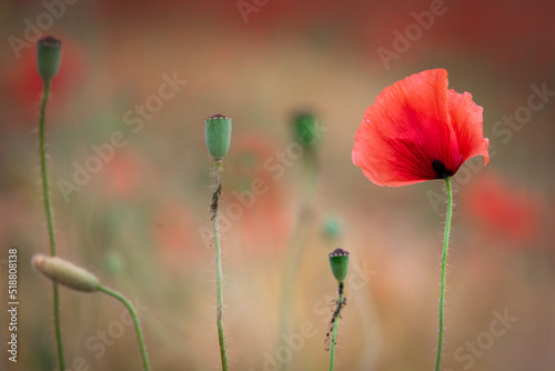 Closeup of bright red poppy flower (Papaver) outdoors