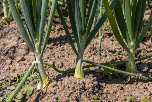 Close-up of fresh green onions growing in the garden