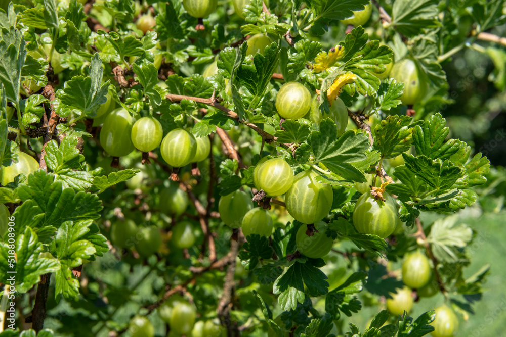 Close-up shot of fresh juicy green gooseberries growing on a bush in a garden Close-up shot of fresh juicy green gooseberries growing on a bush in a garden