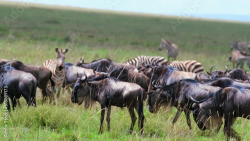 Wildebeest herd in African savannah wildlife migrate in Serengeti National Park