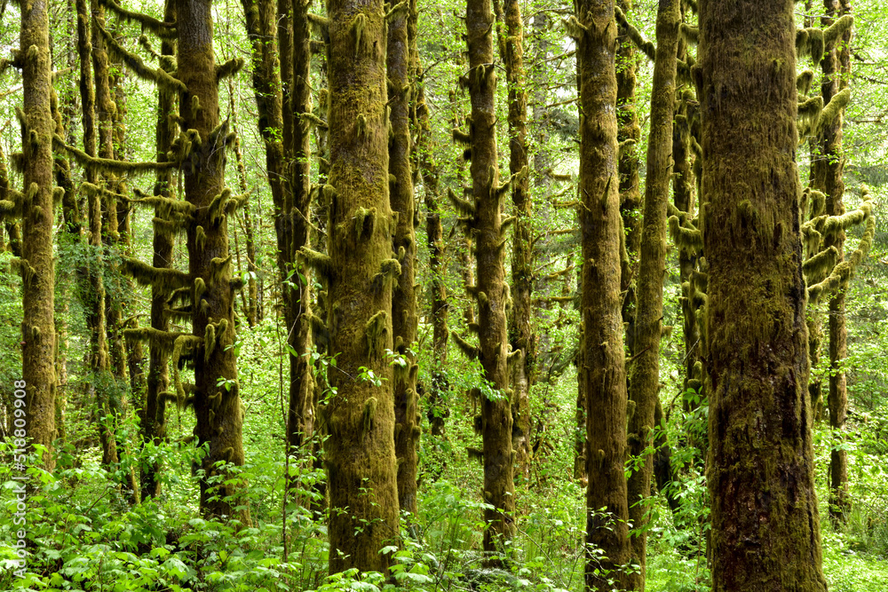 Moss Covered Trees in the Oddly Named Town of Idiotville, Oregon Moss Covered Trees in the Oddly Named Town of Idiotville, Oregon