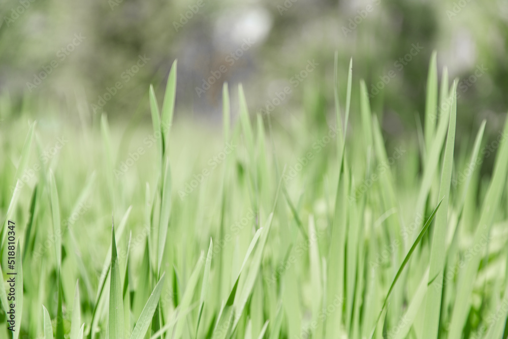 Green grass texture as background. Perspective view and selective focus. artistic abstract spring or summer background with fresh grass as banner or eco wallpaper. Leaves blur effect. Macro nature.