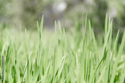 Green grass texture as background. Perspective view and selective focus. artistic abstract spring or summer background with fresh grass as banner or eco wallpaper. Leaves blur effect. Macro nature.